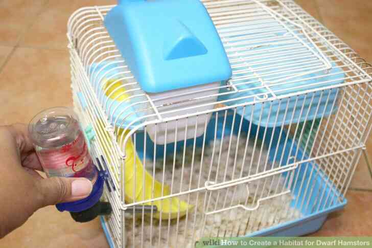 Image intitulée Créer un Habitat pour les Hamsters Nains Étape 3